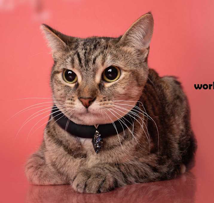 Photo of LYRIC