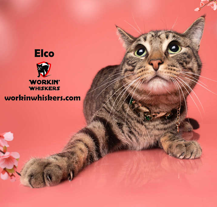 Photo of ELCO