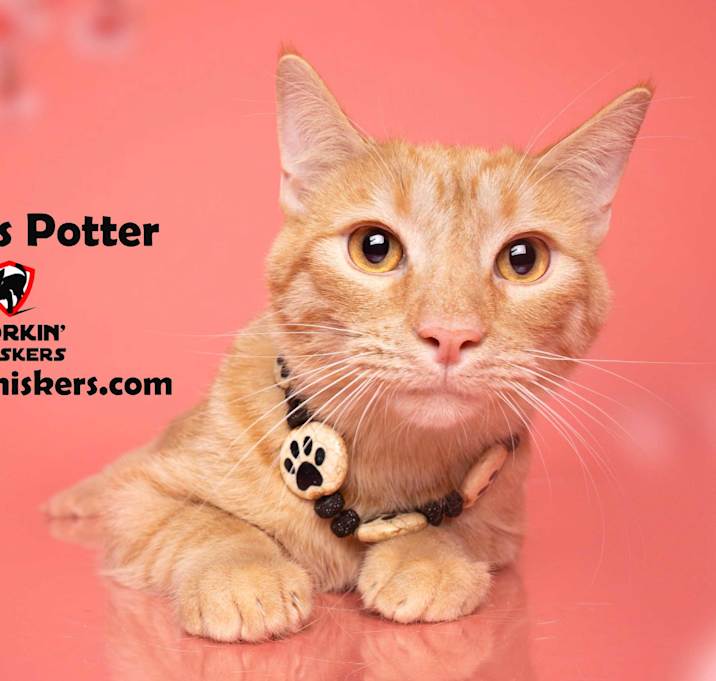 Photo of JAMES POTTER