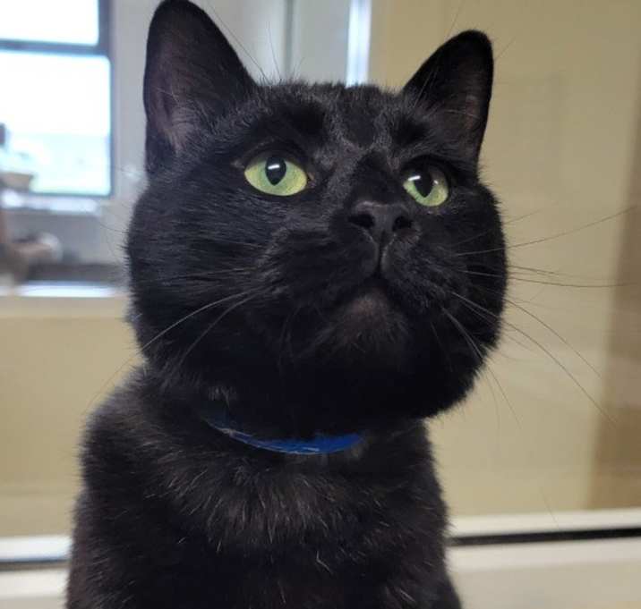 Photo of Bagheera