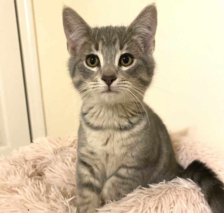 Photo of Muffin