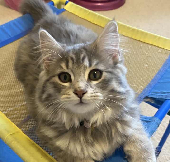 Photo of Pumpkin