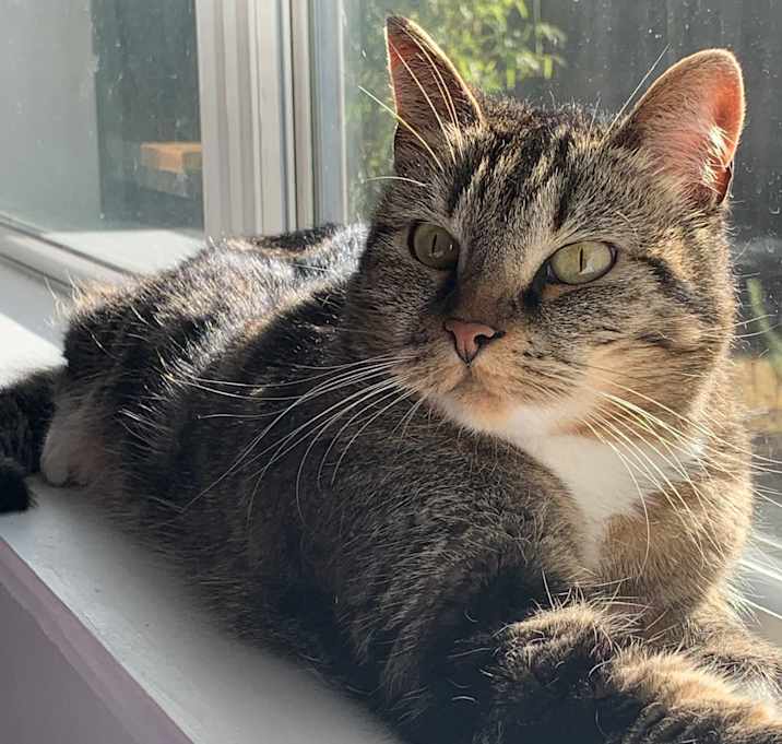 Photo of Zelda