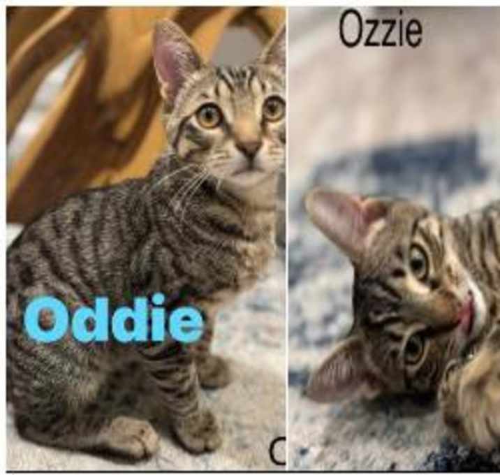 Photo of Oddie and Ozzie