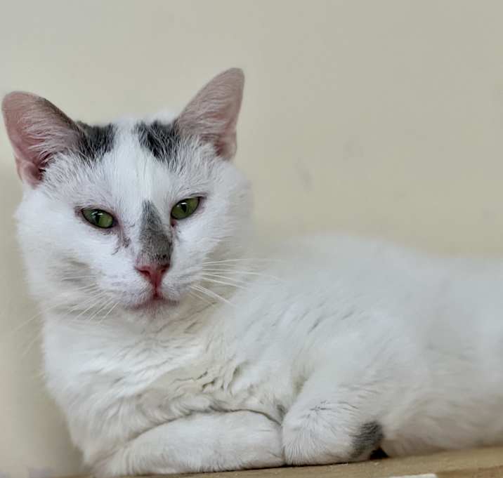 Photo of Apollo