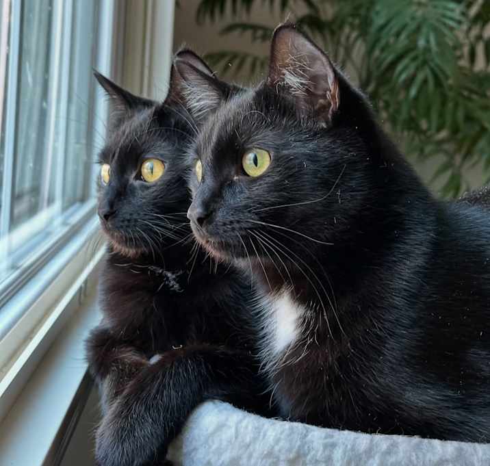 Photo of Mewmew and Little Man