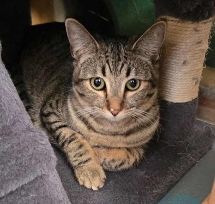 Photo of Sage