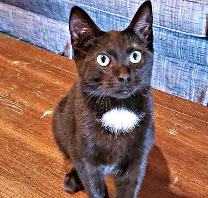 Photo of Opie