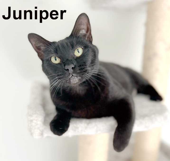 Photo of Juniper