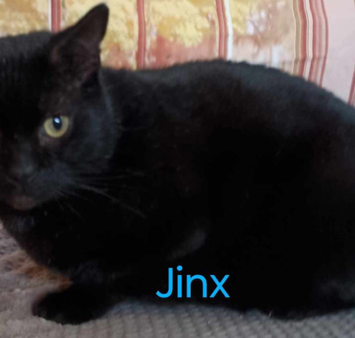 Photo of Jinx needs a home