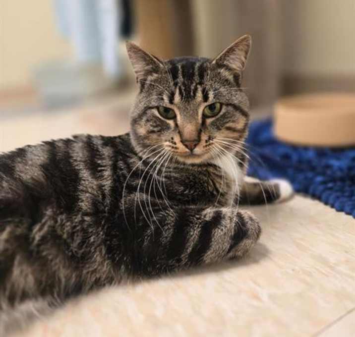 Photo of Sylvester