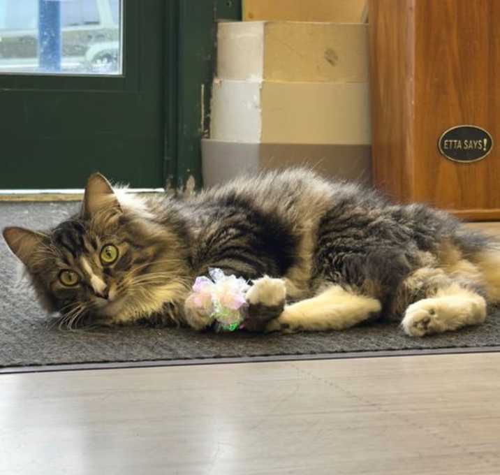 Photo of Cat-Paisley