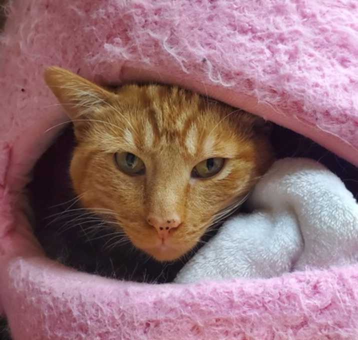 Photo of Nubs