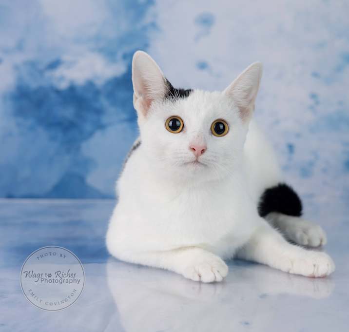 Photo of Checkers