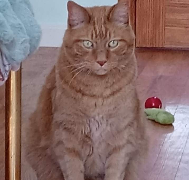 Photo of Pumpkin