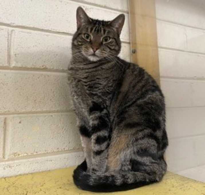 Photo of Gris