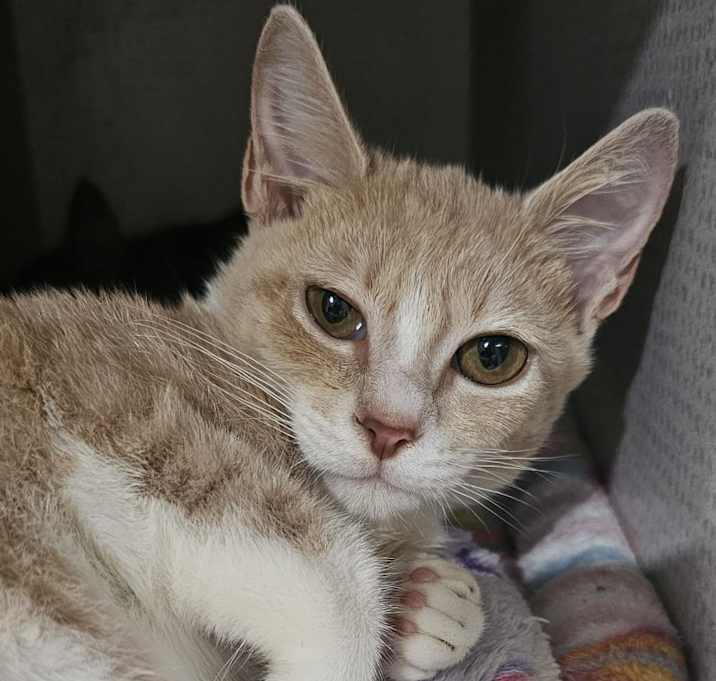 Photo of Buffy (In foster)
