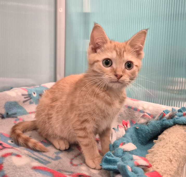 Photo of Twix