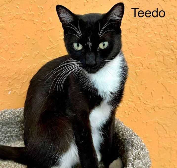Photo of Teedo