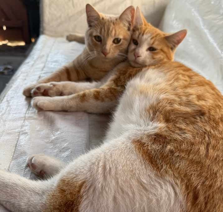 Photo of Bear and Munchkin