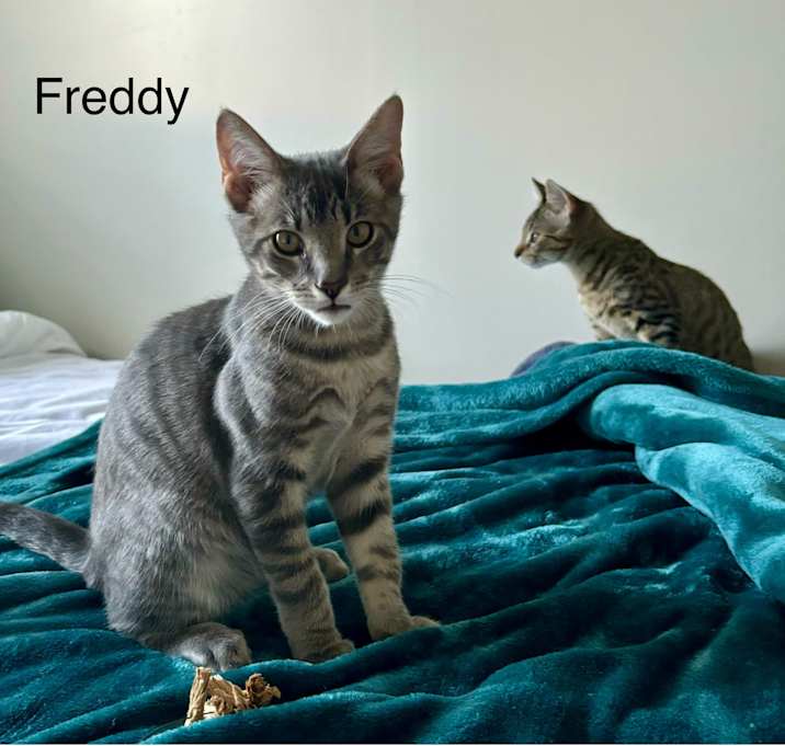 Photo of Freddie