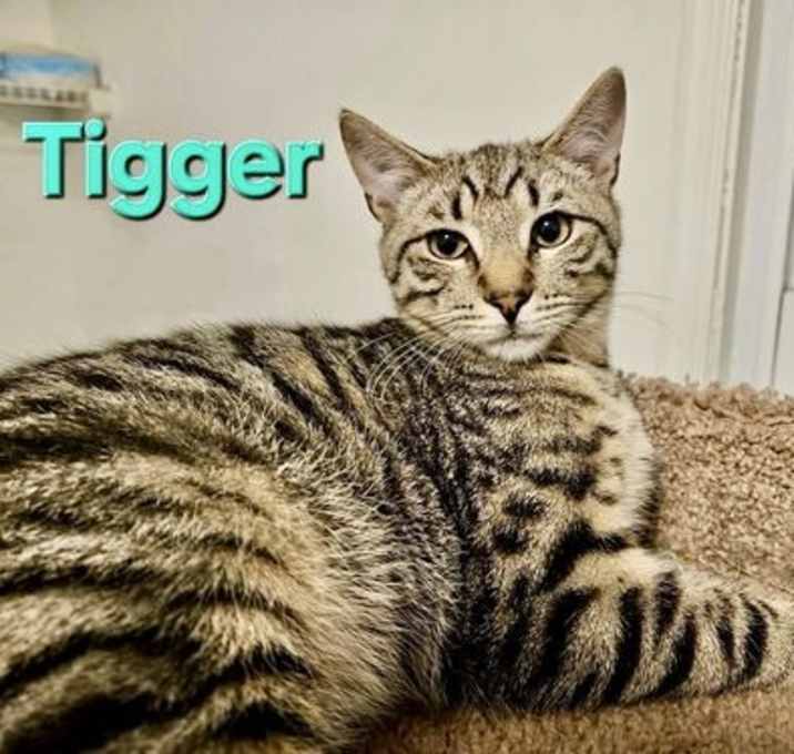 Photo of Tigger