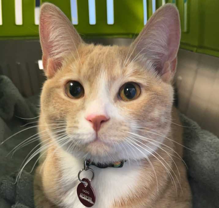 Photo of Nacho