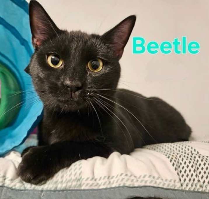 Photo of Beetle