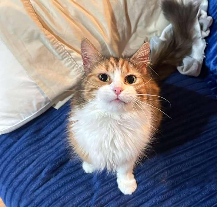 Photo of Ginger