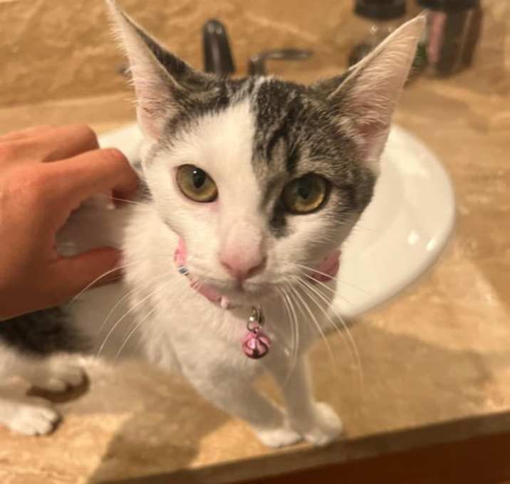 Photo of Lily