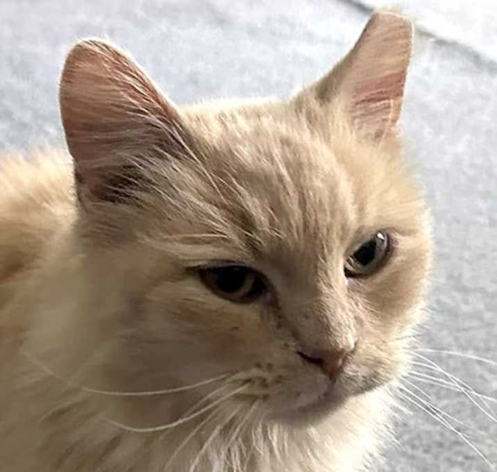 Photo of Gulliver