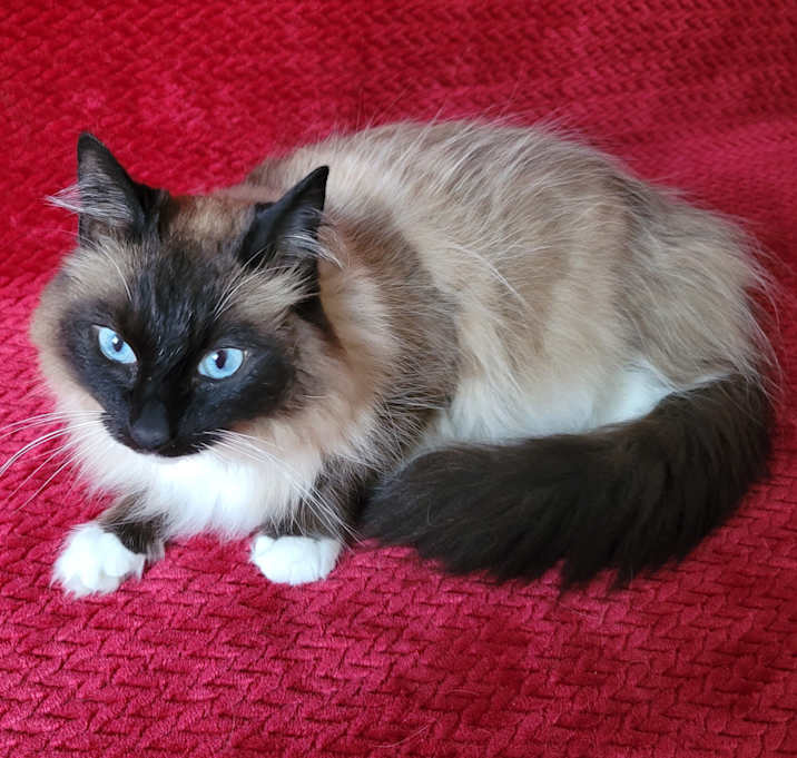 Photo of Beau