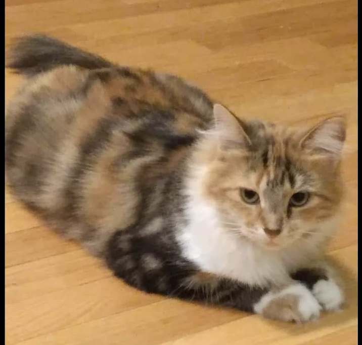 Photo of Lizzie
