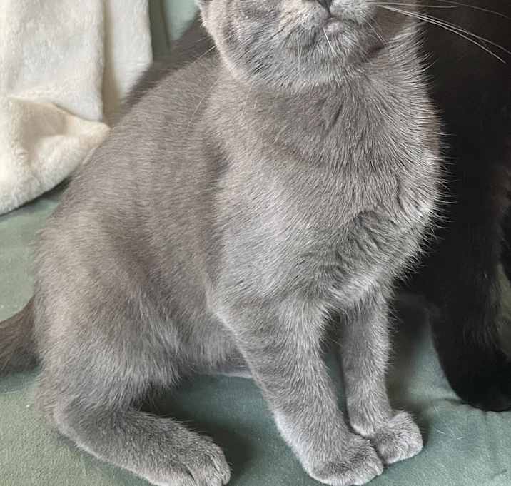 Photo of Prancer (and Cupid)