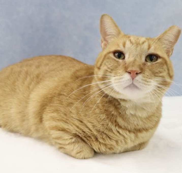 Photo of Pumpkin