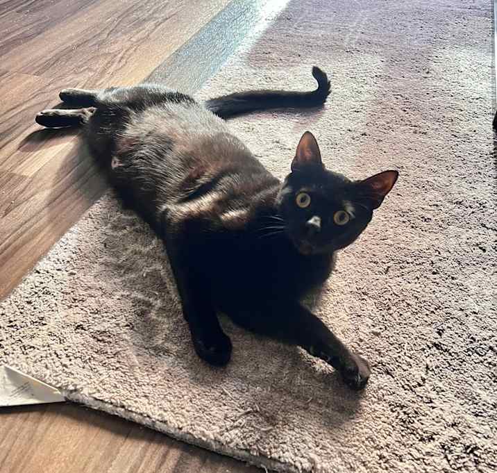 Photo of Chip
