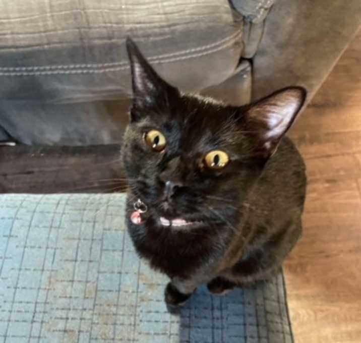 Photo of Boo