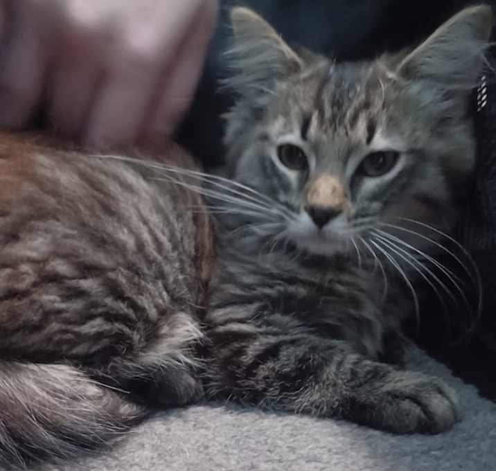 Photo of Rascal