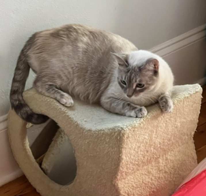 Photo of Athena