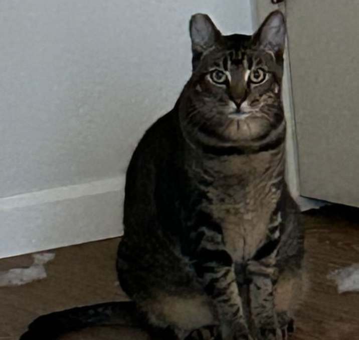 Photo of Buddy (courtesy)