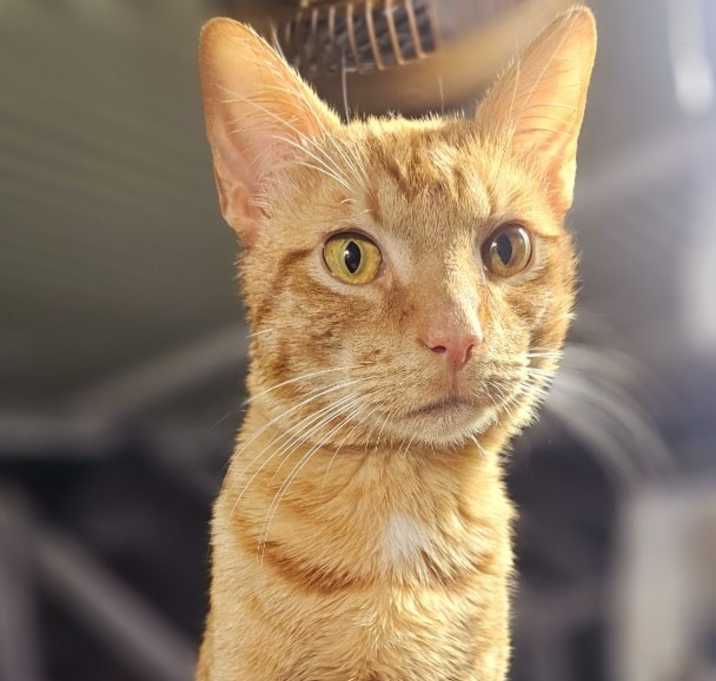 Photo of Chester
