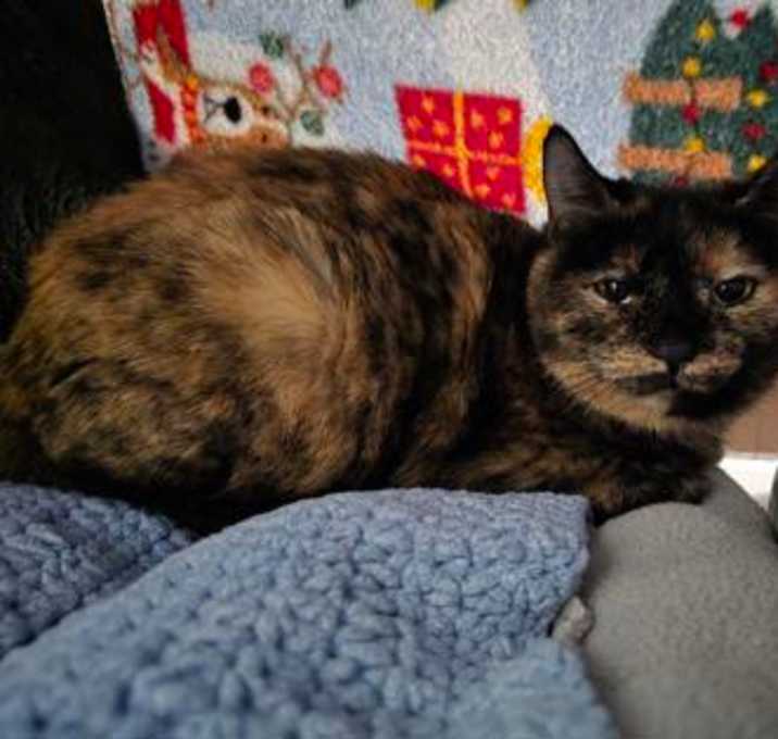 Photo of Tortilla