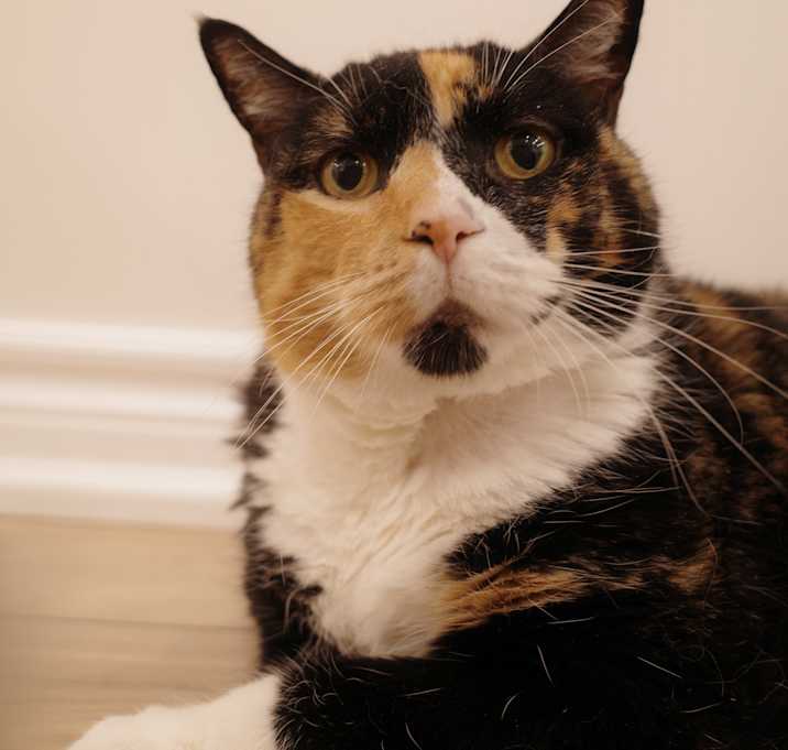 Photo of Pippa