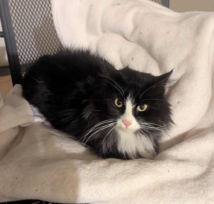 Photo of Tuxie
