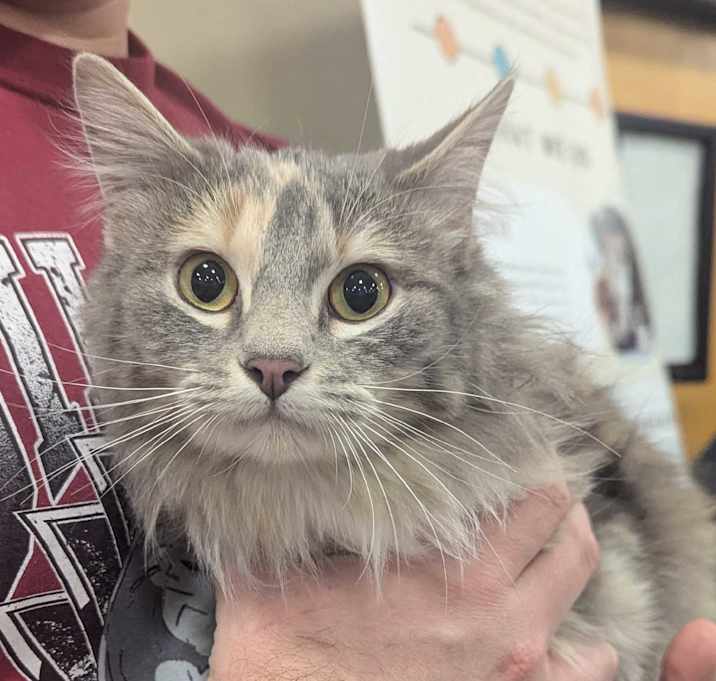 Photo of Ember