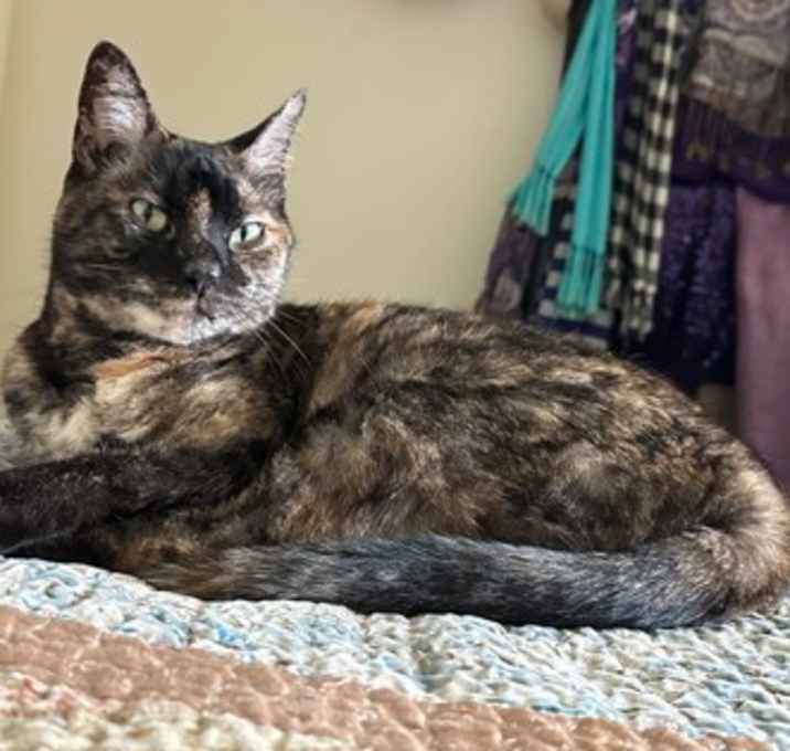 Photo of Lola IN FOSTER