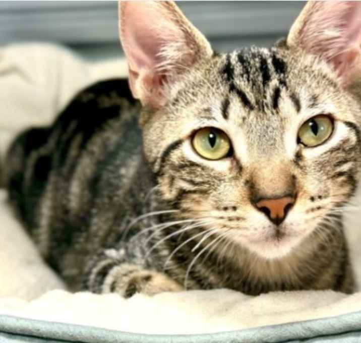 Photo of Wee-Man