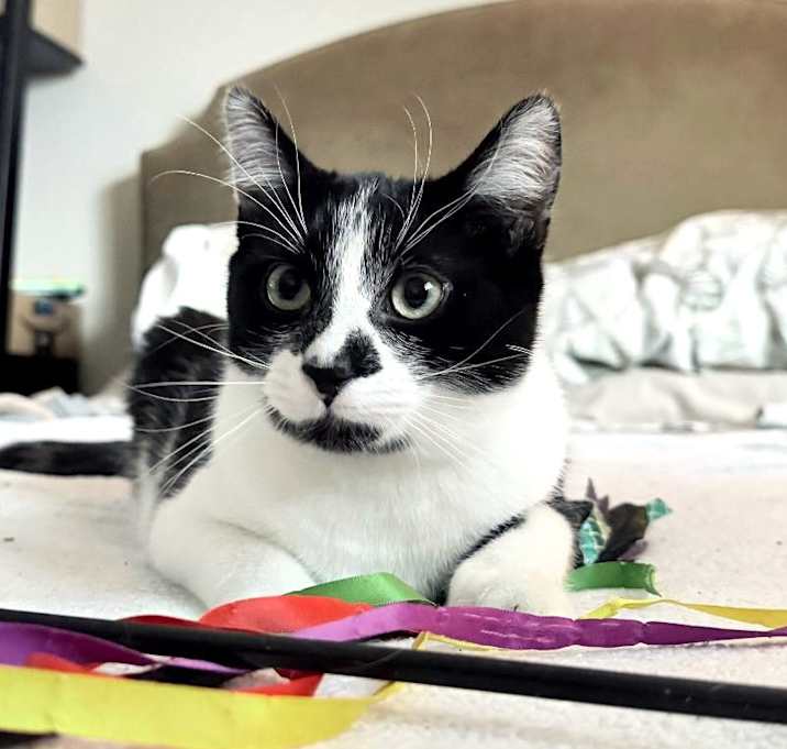 Photo of Gremlin