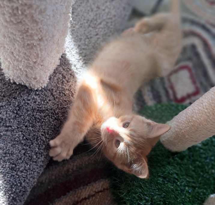 Photo of Waffle