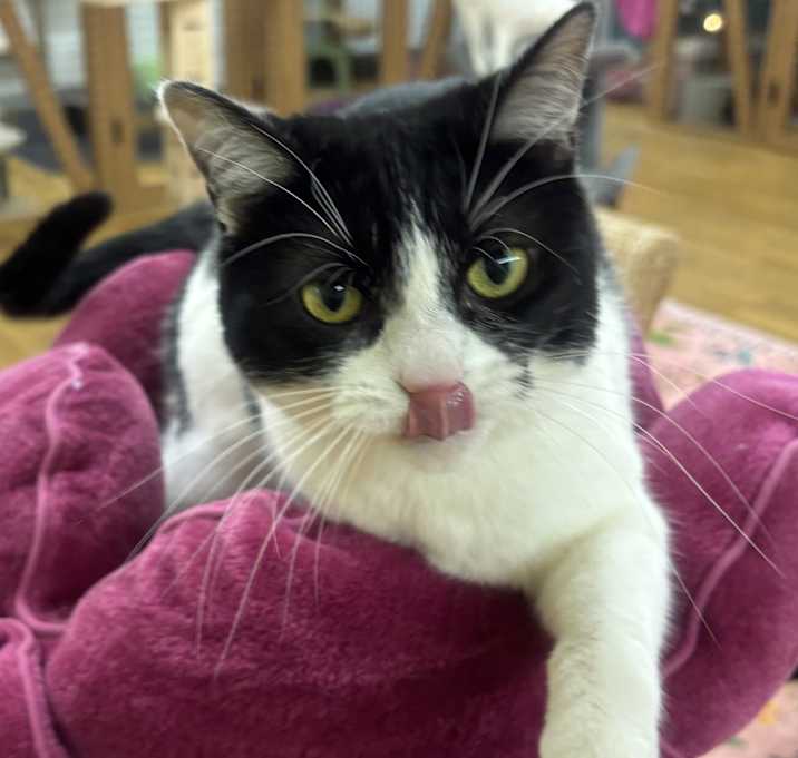 Photo of Checkers